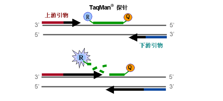 探針設(shè)計流程