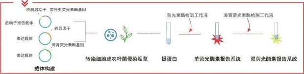 探針設(shè)計(jì)操作