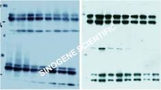 western blot(sh)(yn)Y(ji)